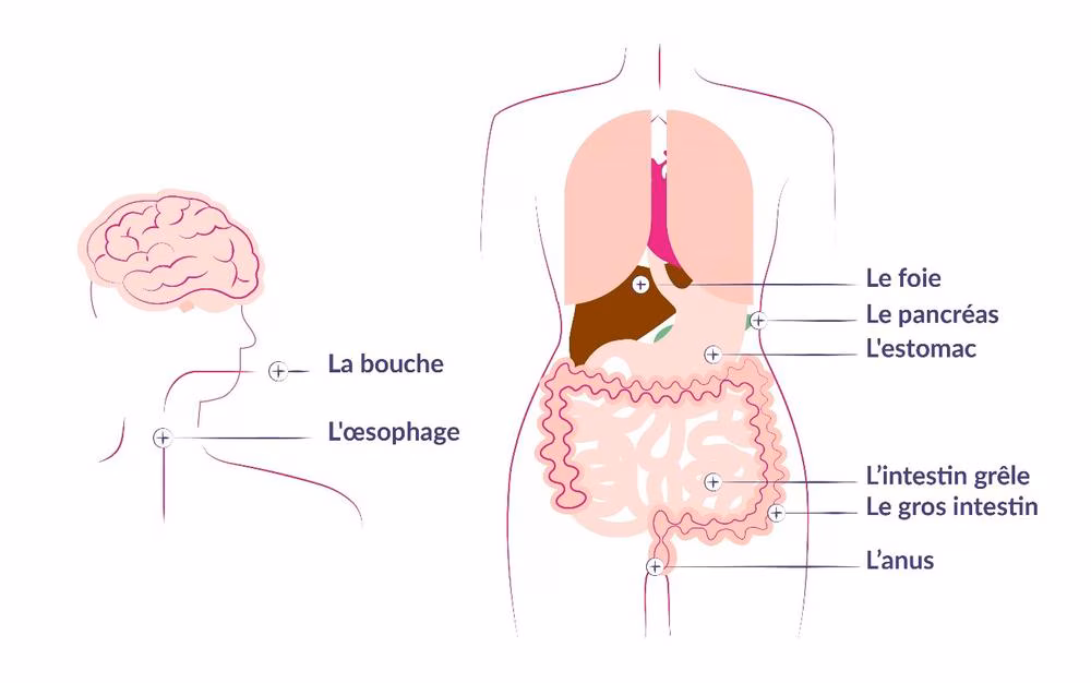 Illustration des troubles digestifs soulagés par la réflexologie