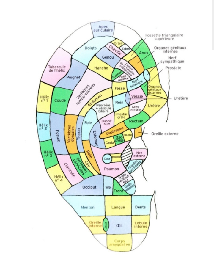 Réflexologie auriculaire